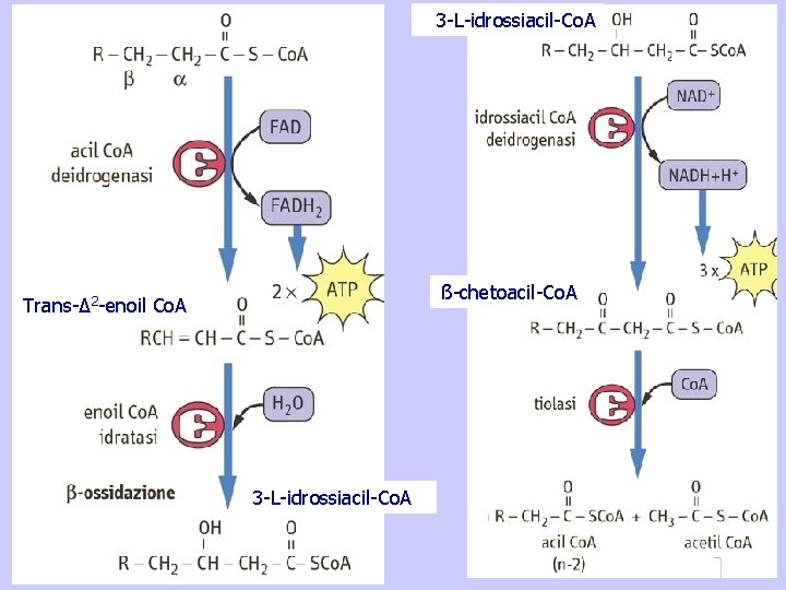 3 -L-idrossiacil-Co. A ß-chetoacil-Co. A Trans-Δ 2 -enoil Co. A 3 -L-idrossiacil-Co. A 