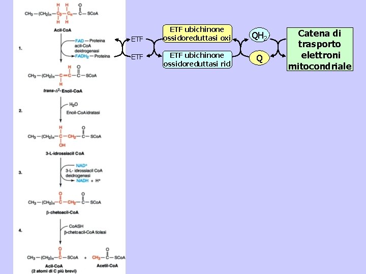 ETF ETF ubichinone ossidoreduttasi oxi QH 2 ETF ubichinone ossidoreduttasi rid Q Catena di