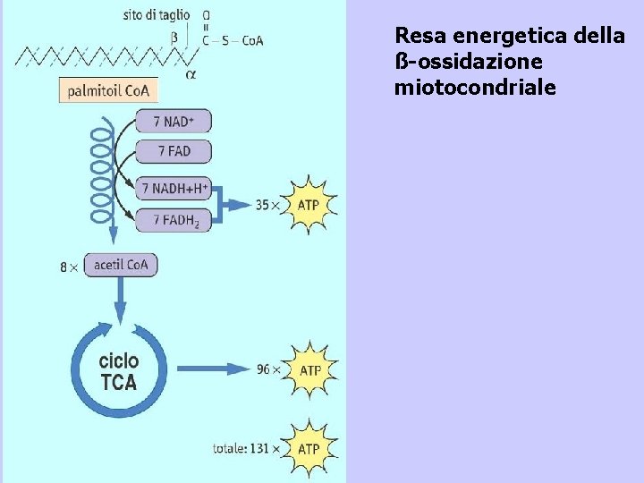 Resa energetica della ß-ossidazione miotocondriale 