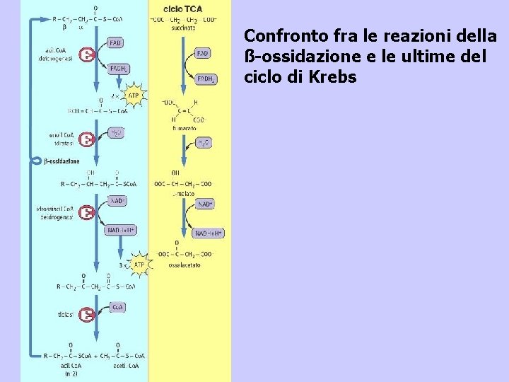 Confronto fra le reazioni della ß-ossidazione e le ultime del ciclo di Krebs 