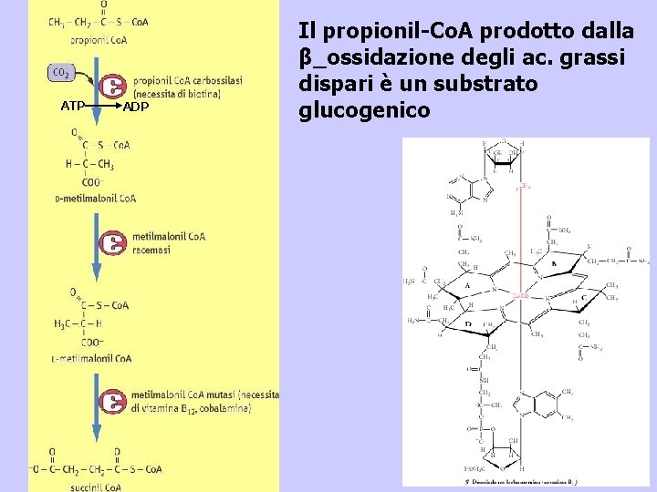 ATP ADP Il propionil-Co. A prodotto dalla β_ossidazione degli ac. grassi dispari è un