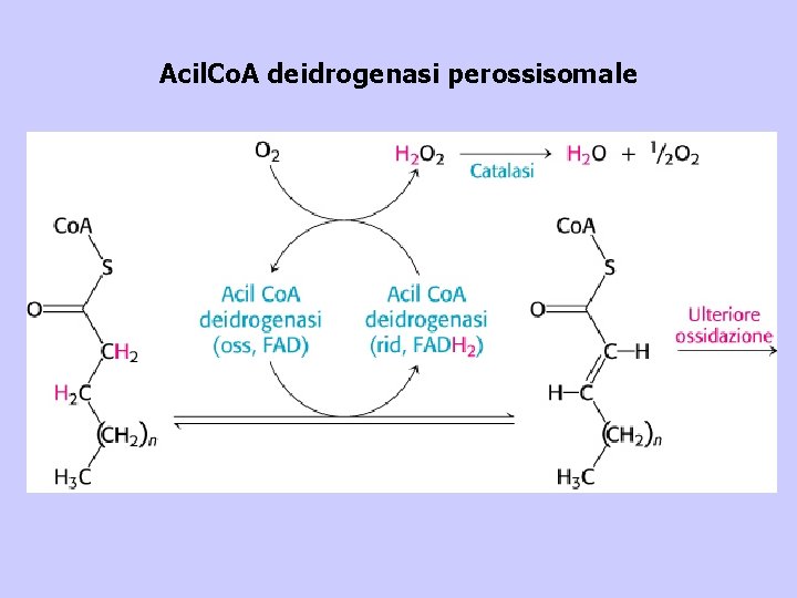 Acil. Co. A deidrogenasi perossisomale 