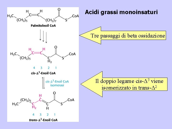 Acidi grassi monoinsaturi Tre passaggi di beta ossidazione Il doppio legame cis-Δ 3 viene