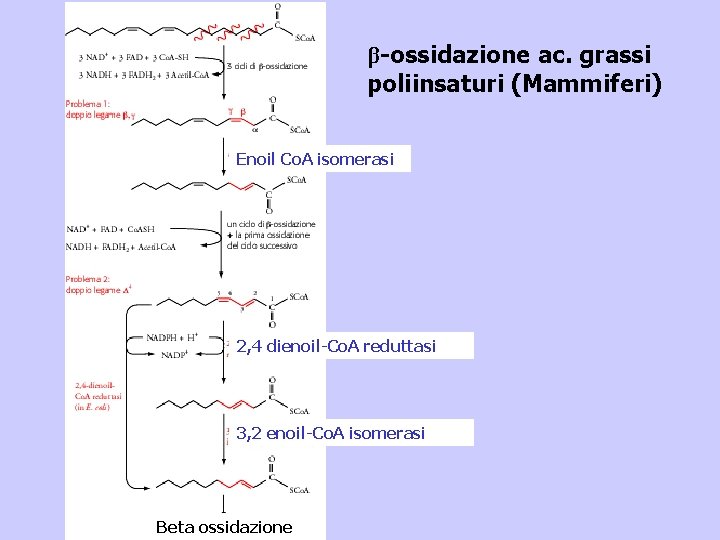 β-ossidazione ac. grassi poliinsaturi (Mammiferi) Enoil Co. A isomerasi 2, 4 dienoil-Co. A reduttasi