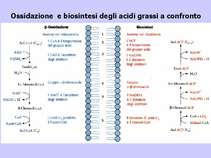 Ossidazione e biosintesi degli acidi grassi a confronto 