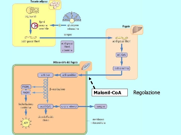 Malonil-Co. A Regolazione 