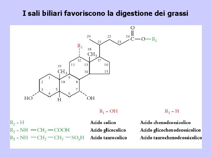 I sali biliari favoriscono la digestione dei grassi 