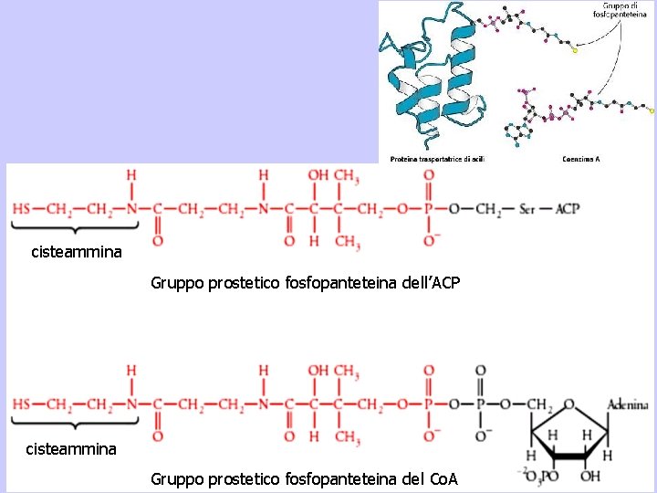 cisteammina Gruppo prostetico fosfopanteteina dell’ACP cisteammina Gruppo prostetico fosfopanteteina del Co. A 