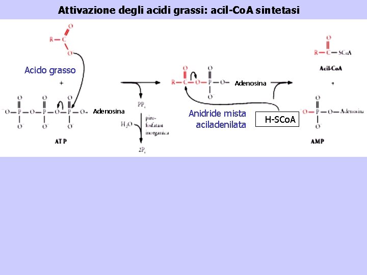 Attivazione degli acidi grassi: acil-Co. A sintetasi Acido grasso Adenosina Anidride mista aciladenilata H-SCo.