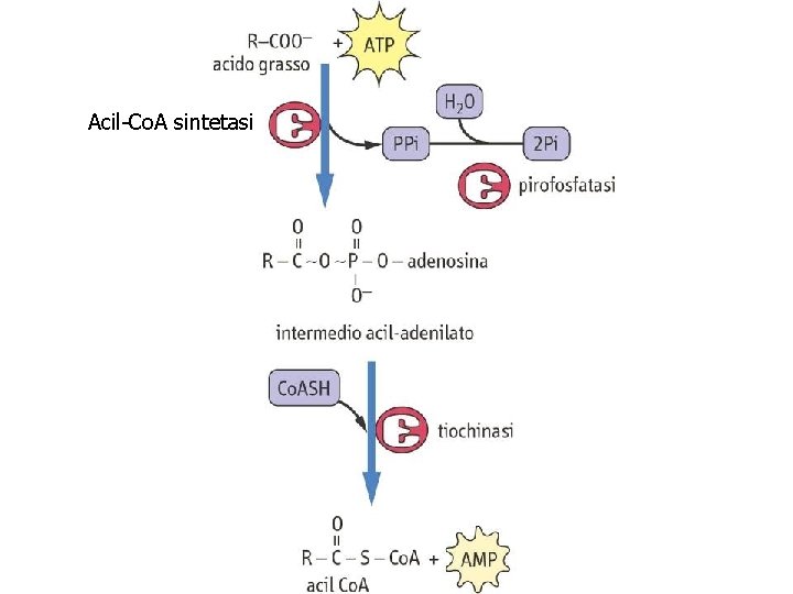 Acil-Co. A sintetasi 