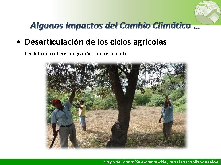 Algunos Impactos del Cambio Climático … • Desarticulación de los ciclos agrícolas Pérdida de