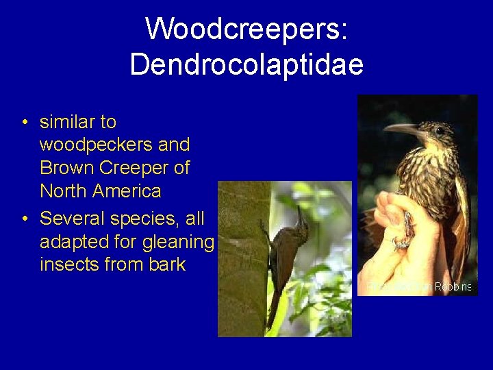 Woodcreepers: Dendrocolaptidae • similar to woodpeckers and Brown Creeper of North America • Several