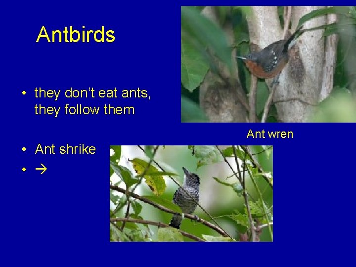 Antbirds • they don’t eat ants, they follow them Ant wren • Ant shrike