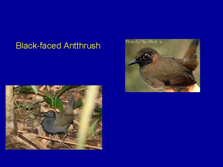 Black-faced Antthrush 