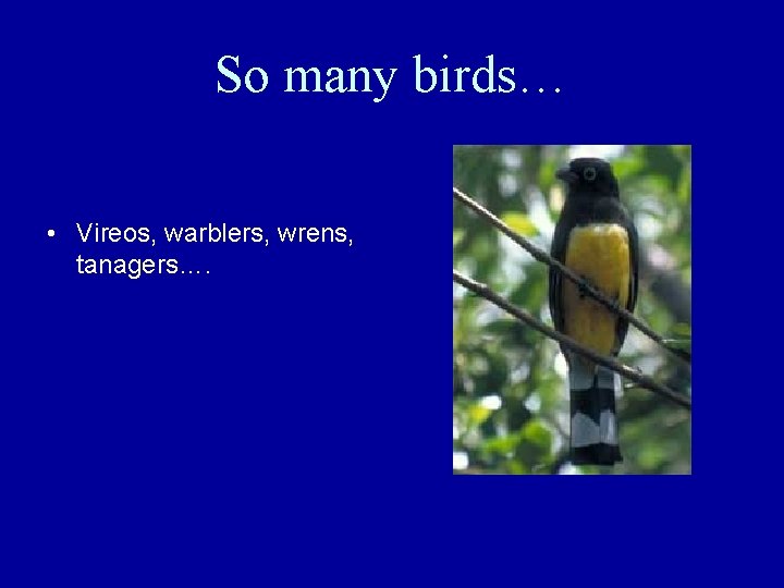 So many birds… • Vireos, warblers, wrens, tanagers…. 