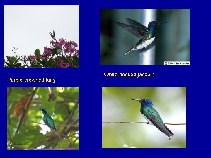 Purple-crowned fairy White-necked jacobin 