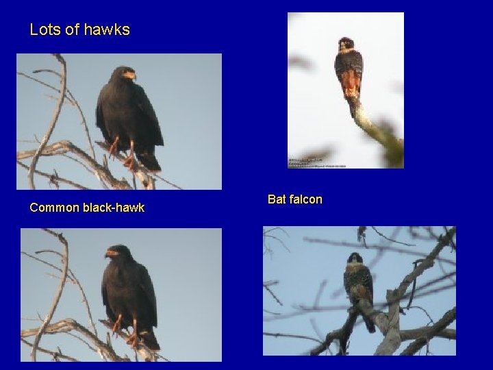 Lots of hawks Northern Jacana Common black-hawk Bat falcon 