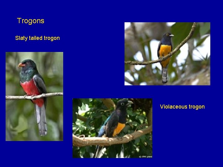 Trogons Slaty tailed trogon Violaceous trogon 