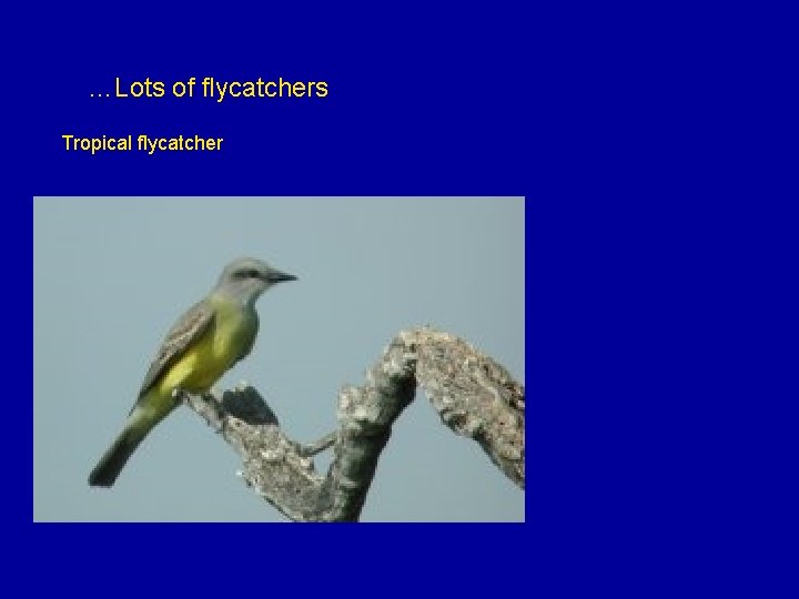 …Lots of flycatchers Tropical flycatcher 