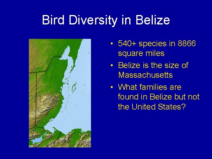 Bird Diversity in Belize • 540+ species in 8866 square miles • Belize is