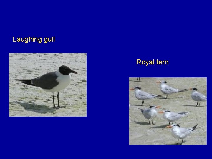Laughing gull Royal tern 