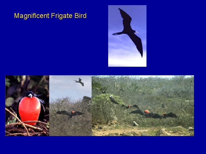 Magnificent Frigate Bird 