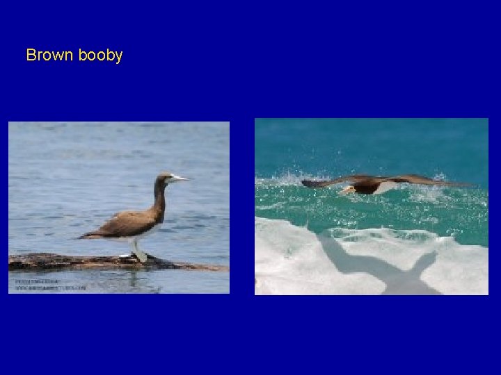 Brown booby 