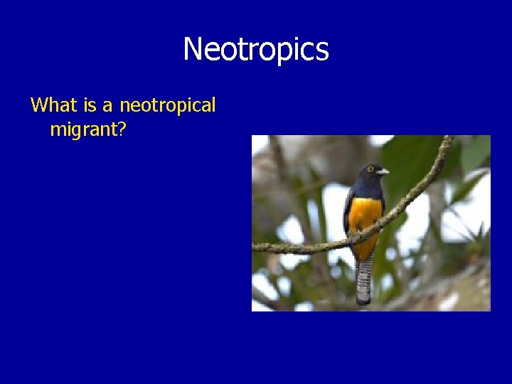 Neotropics What is a neotropical migrant? 