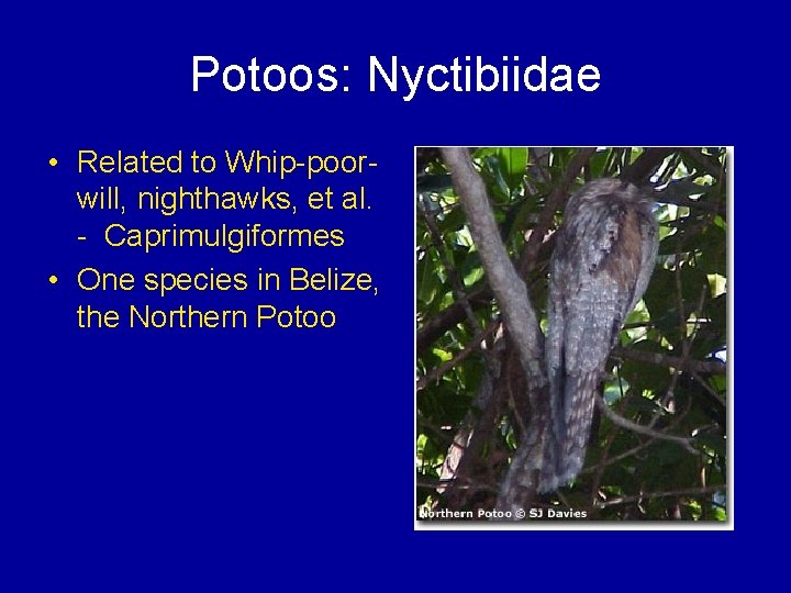 Potoos: Nyctibiidae • Related to Whip-poorwill, nighthawks, et al. - Caprimulgiformes • One species