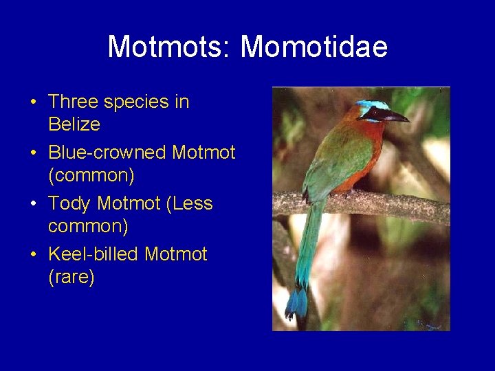 Motmots: Momotidae • Three species in Belize • Blue-crowned Motmot (common) • Tody Motmot