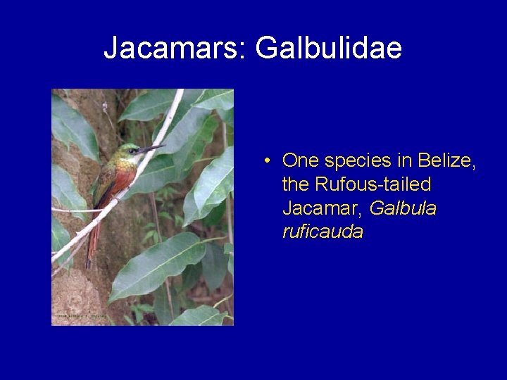 Jacamars: Galbulidae • One species in Belize, the Rufous-tailed Jacamar, Galbula ruficauda 