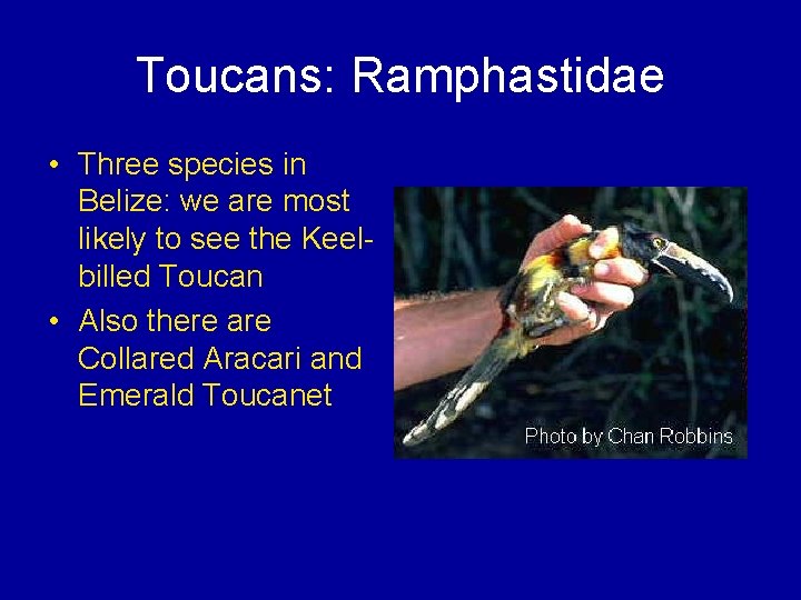Toucans: Ramphastidae • Three species in Belize: we are most likely to see the