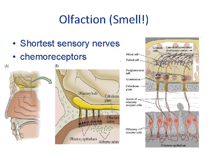 Olfaction (Smell!) • Shortest sensory nerves • chemoreceptors 