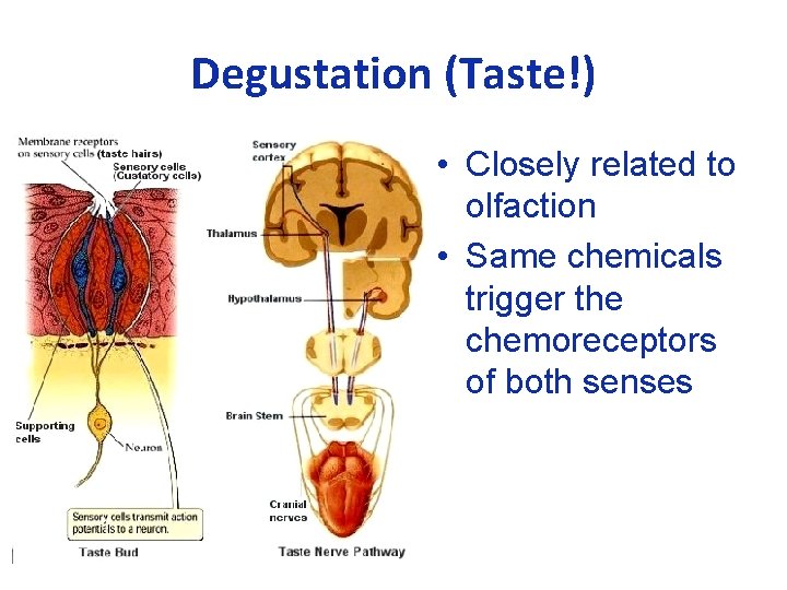 Degustation (Taste!) • Closely related to olfaction • Same chemicals trigger the chemoreceptors of