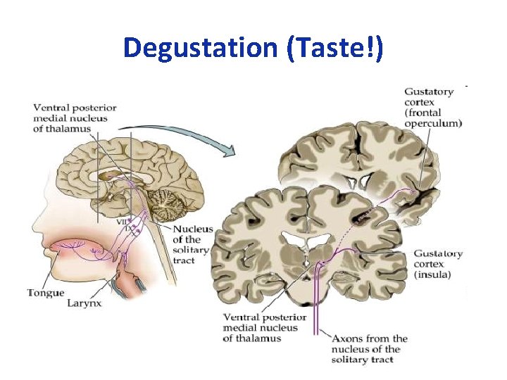 Degustation (Taste!) 