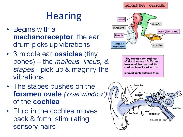 Hearing • Begins with a mechanoreceptor: the ear drum picks up vibrations • 3