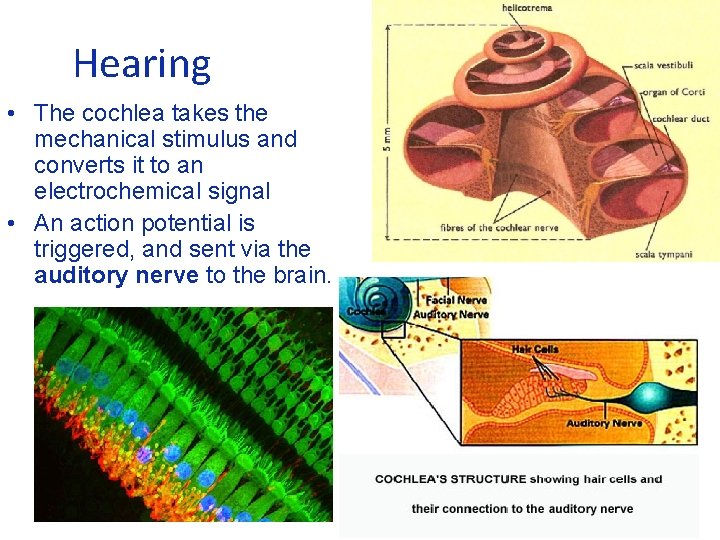 Hearing • The cochlea takes the mechanical stimulus and converts it to an electrochemical