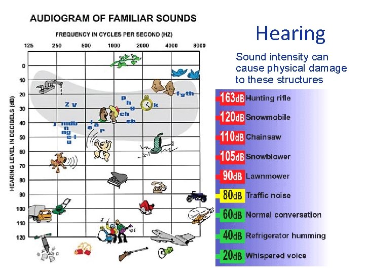 Hearing • Sound intensity can cause physical damage to these structures 