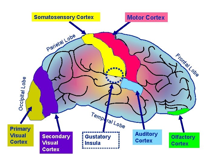 Somatosensory Cortex Motor Cortex e b o L al et i r a P