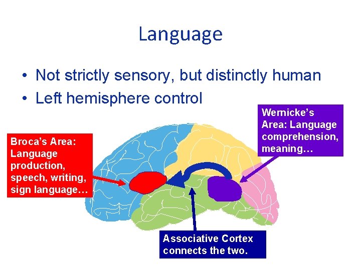 Language • Not strictly sensory, but distinctly human • Left hemisphere control Wernicke’s Area: