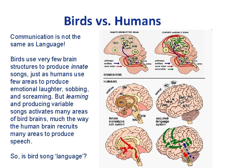 Birds vs. Humans Communication is not the same as Language! Birds use very few
