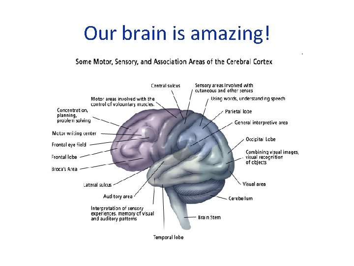 Our brain is amazing! 