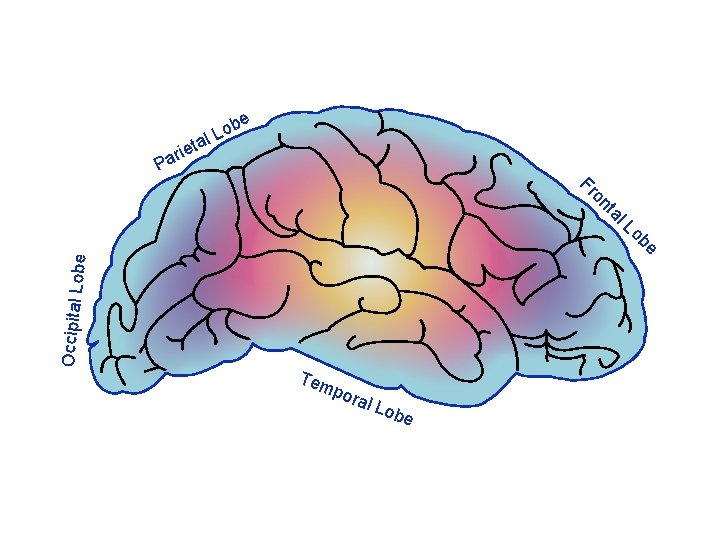 e b o L al et i r a P Occipital Lo be e