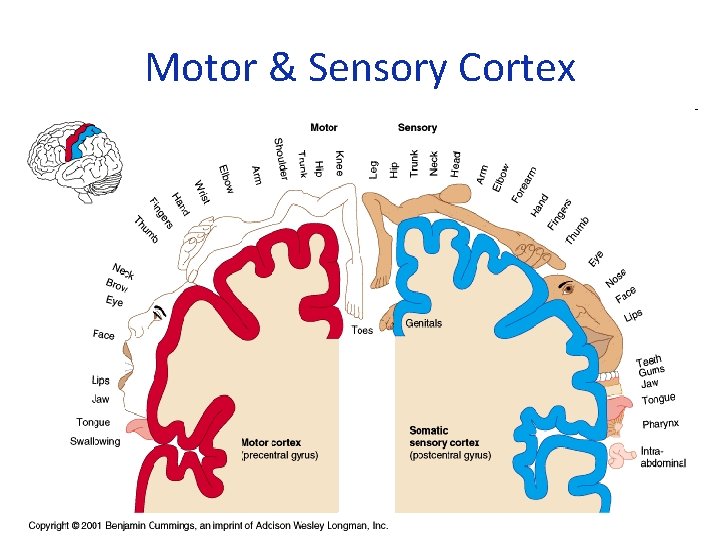Motor & Sensory Cortex 