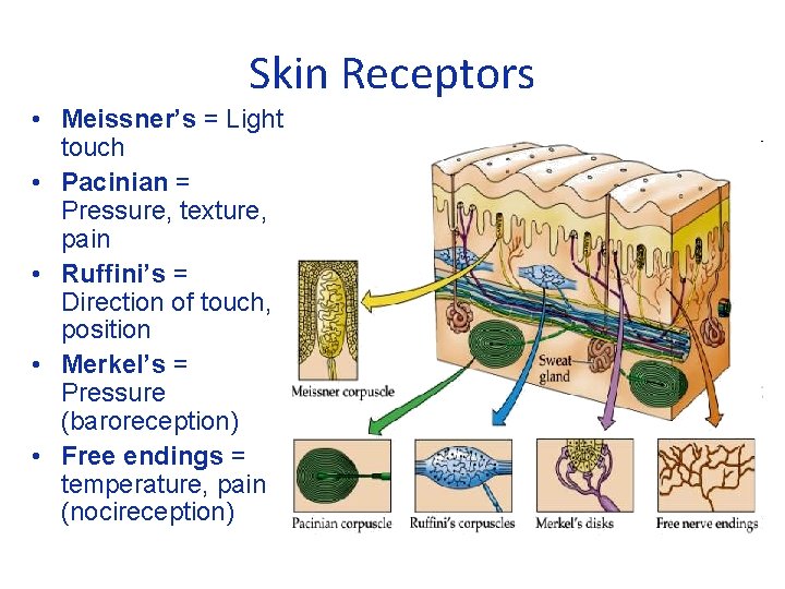 Skin Receptors • Meissner’s = Light touch • Pacinian = Pressure, texture, pain •