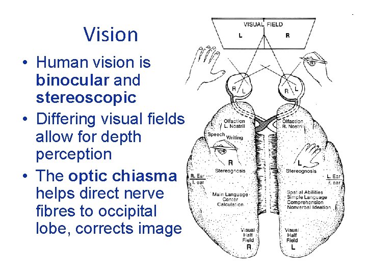 Vision • Human vision is binocular and stereoscopic • Differing visual fields allow for