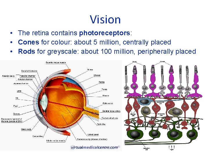 Vision • The retina contains photoreceptors: • Cones for colour: about 5 million, centrally