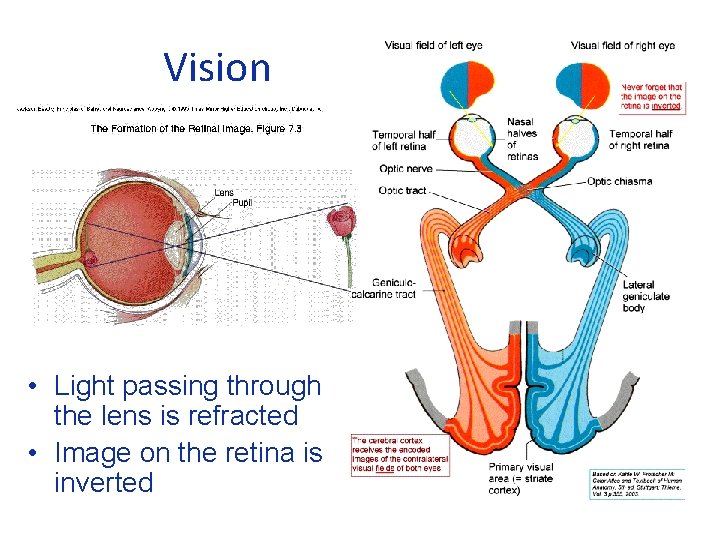 Vision • Light passing through the lens is refracted • Image on the retina