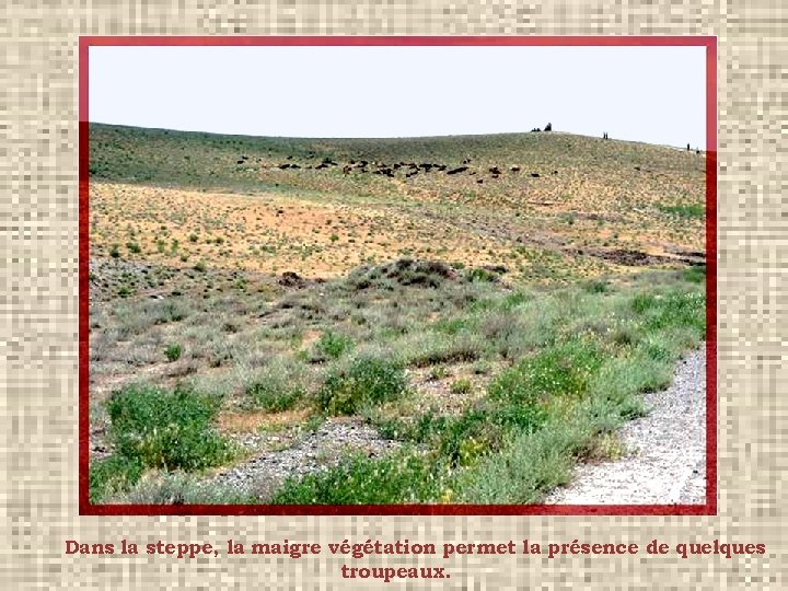 Dans la steppe, la maigre végétation permet la présence de quelques troupeaux. 
