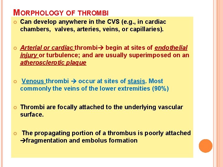 MORPHOLOGY OF THROMBI Can develop anywhere in the CVS (e. g. , in cardiac